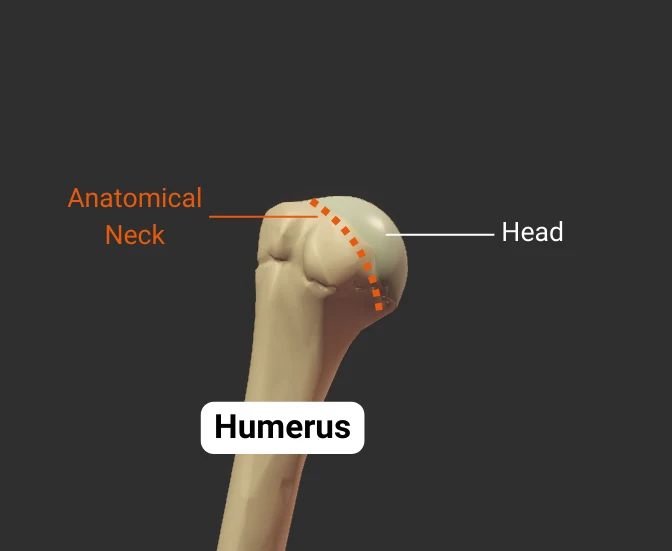 Head and Neck - anterior - isolated
